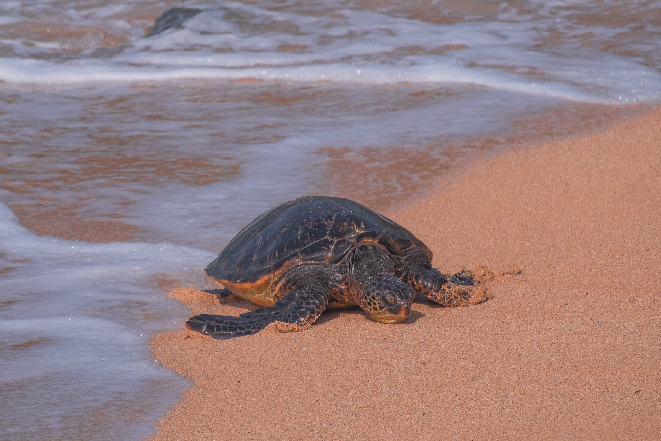 Green sea turtle coming ashore