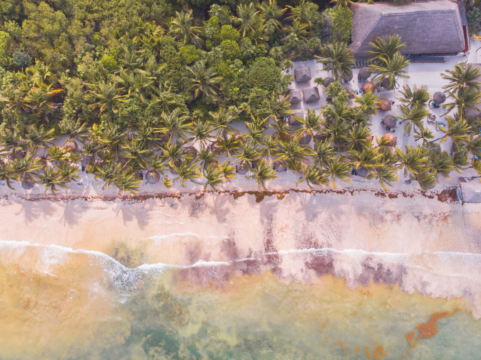 Top-down aerial of palms meeting the shoreline