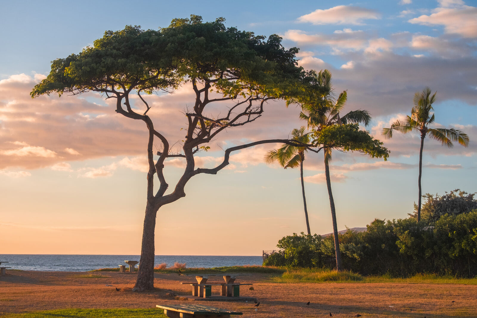 Monkeypod tree over picnic tables at golden hour