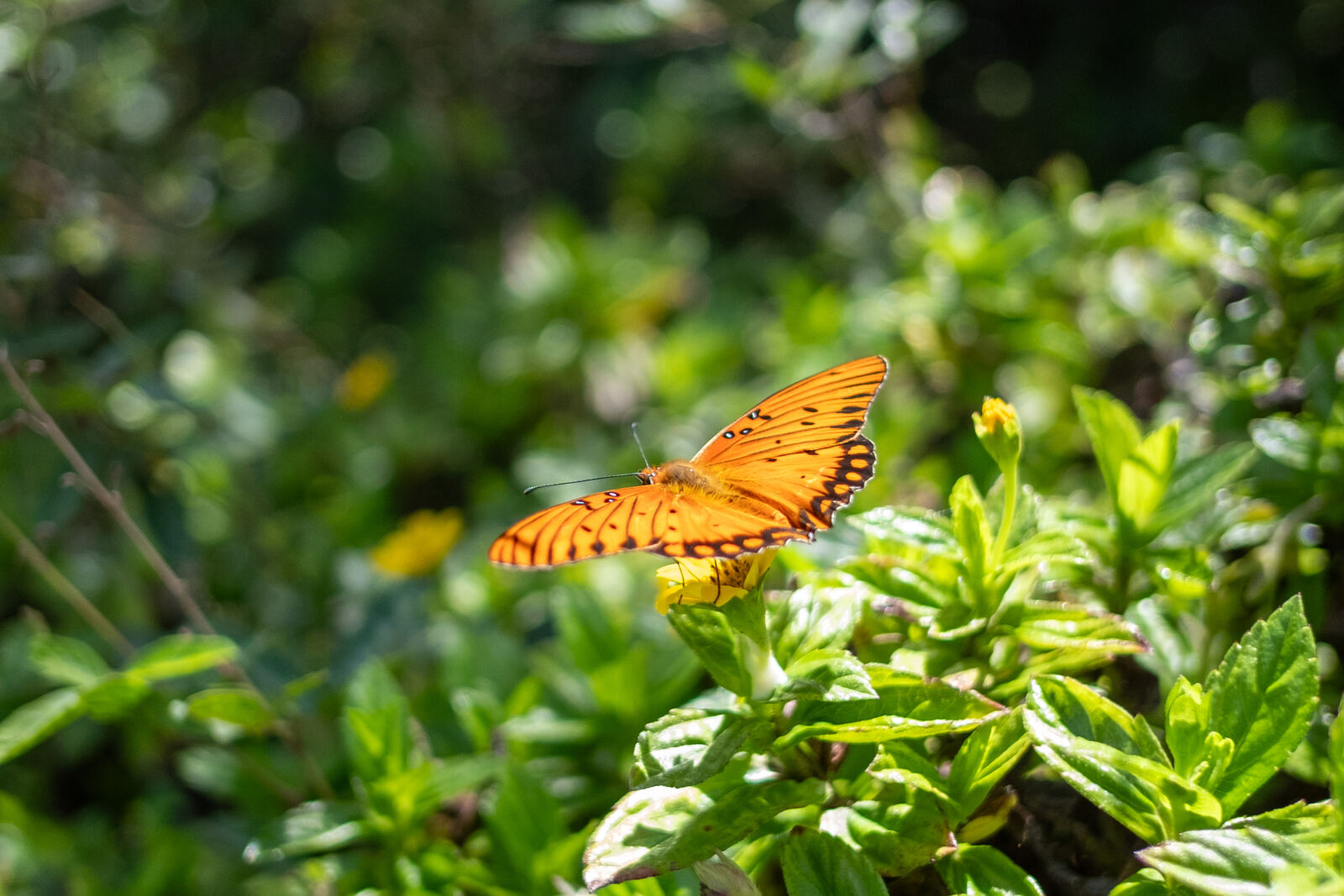 Gulf fritillary butterfly on a yellow bloom