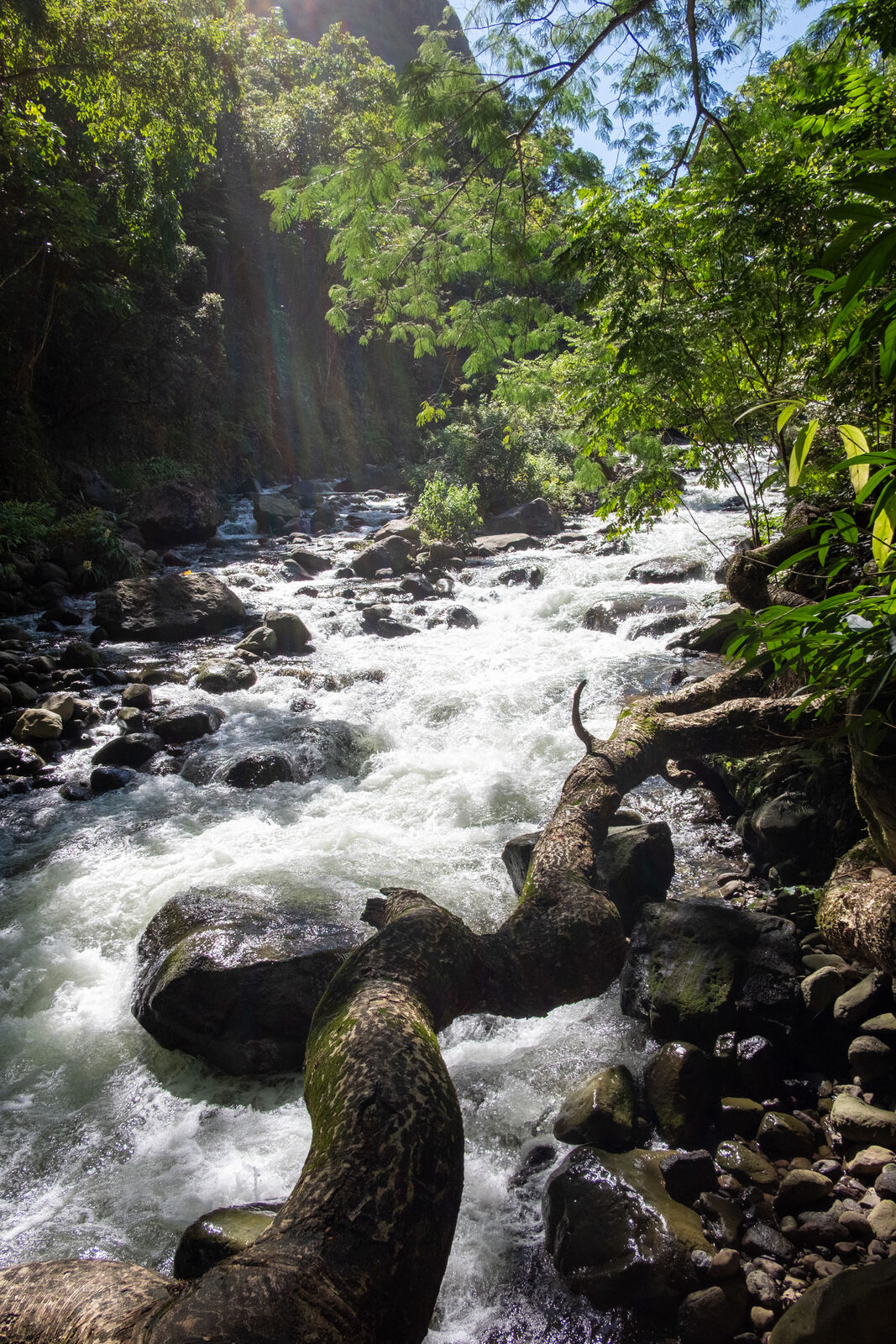 Rainforest stream in full flow
