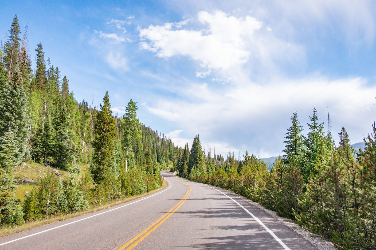 Highway curving through mountain pines