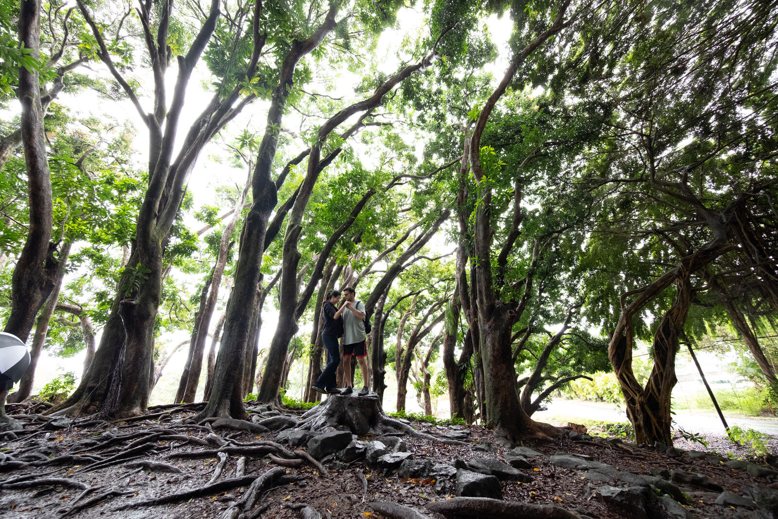 Couple dancing beneath a tree canopy