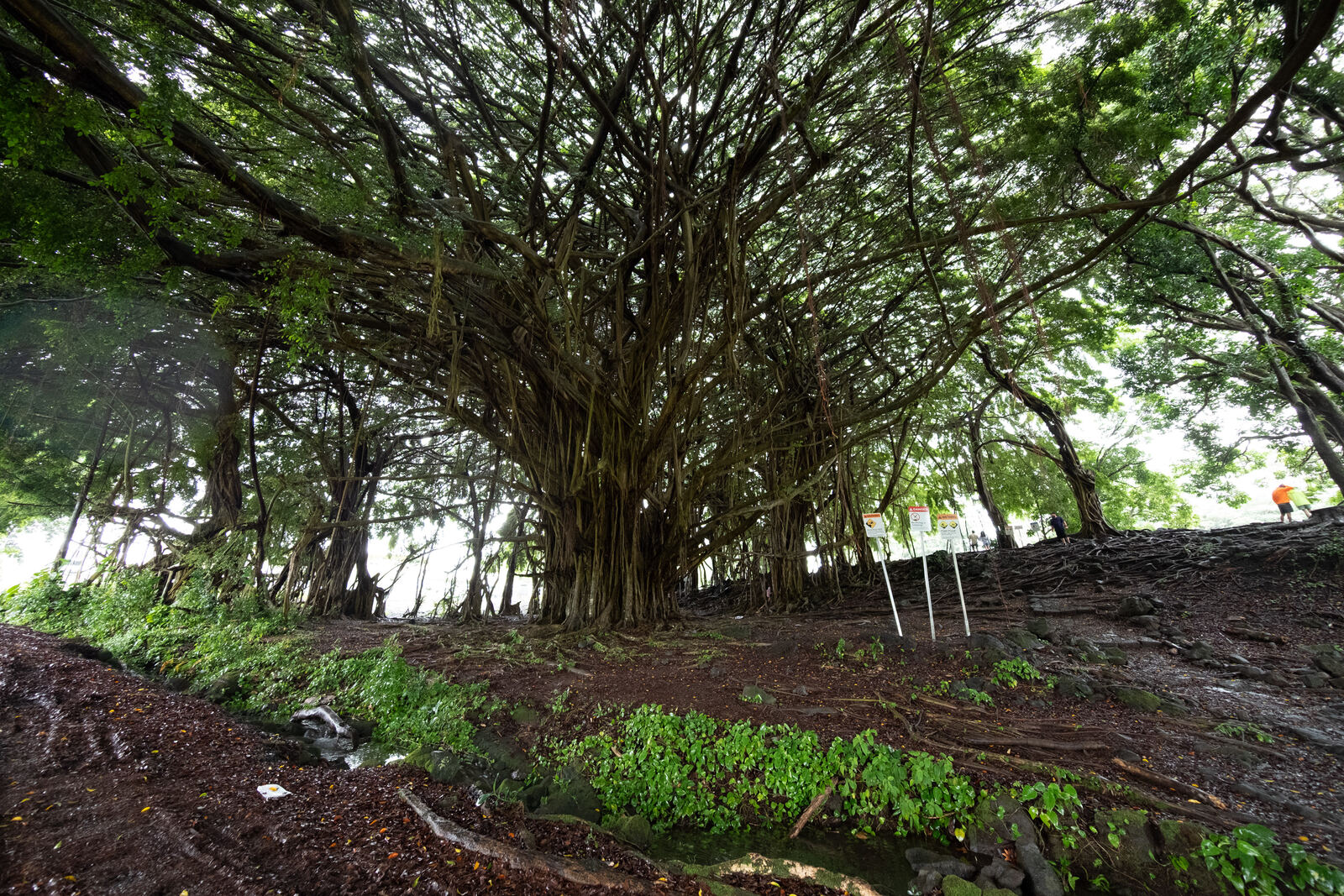 Sprawling banyan tree with aerial roots