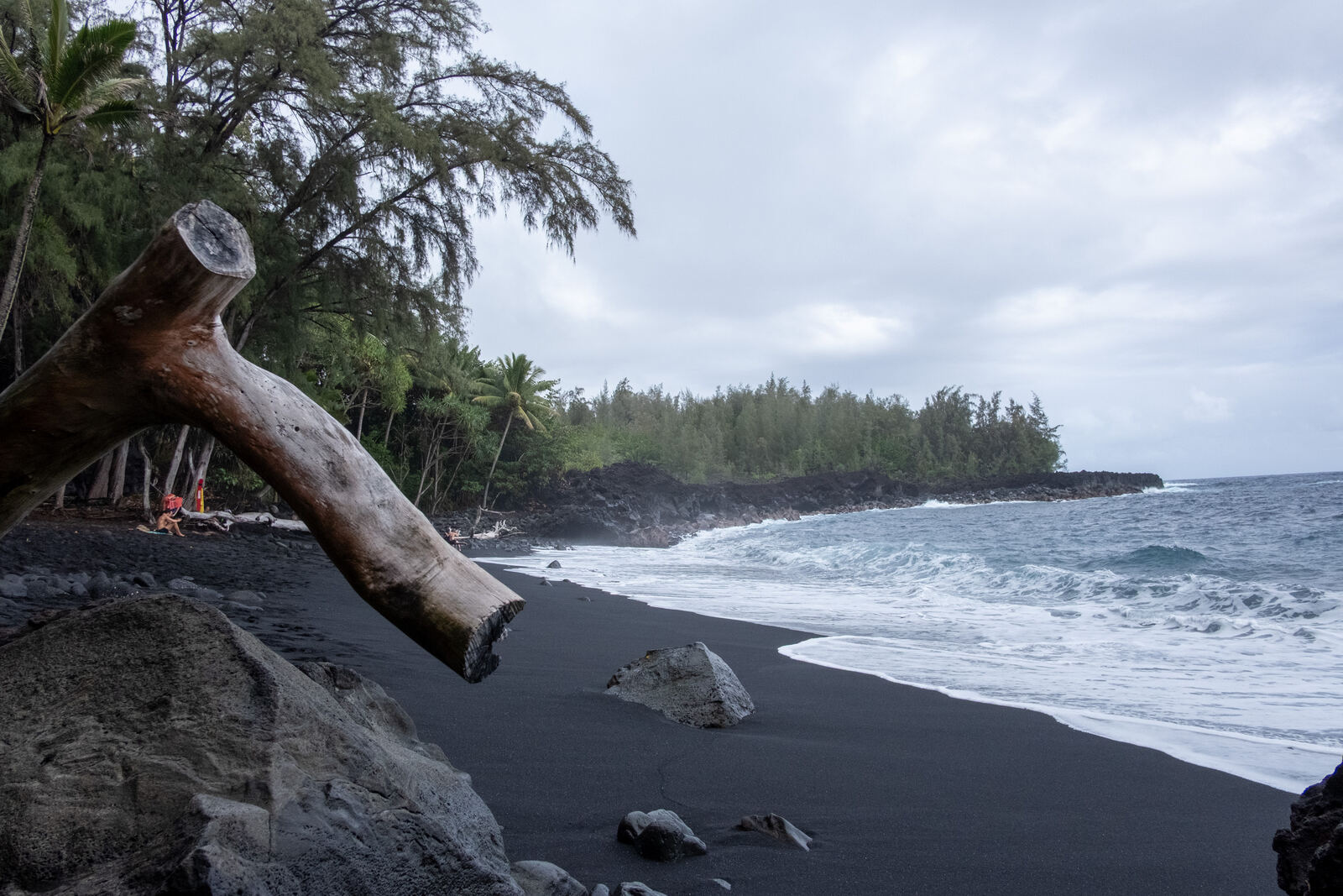 Driftwood over a black sand beach