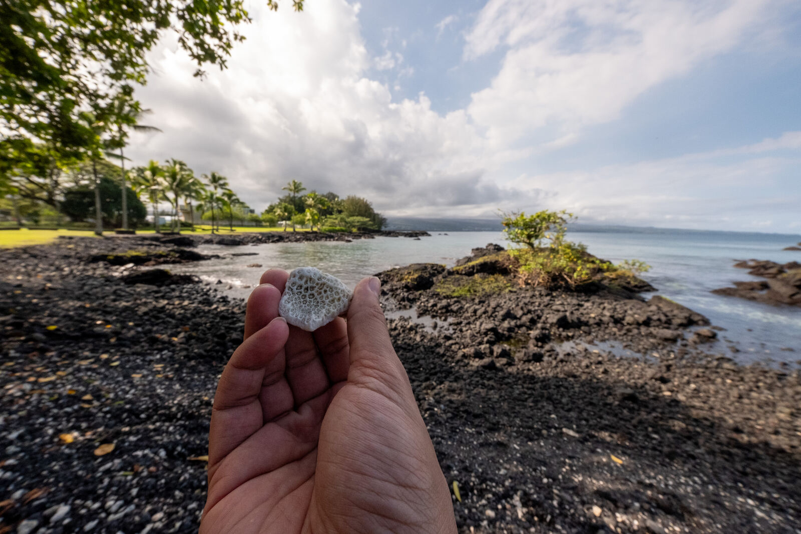 Coral fragment held above a rocky shoreline