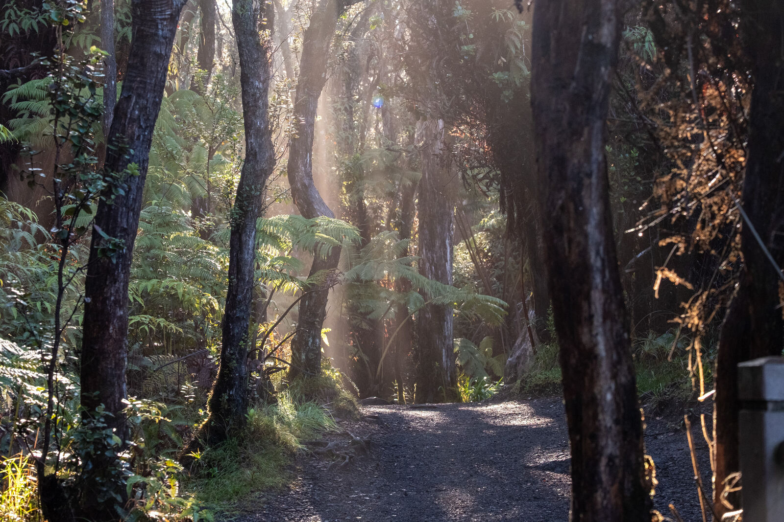 Sunbeams through a fern forest trail