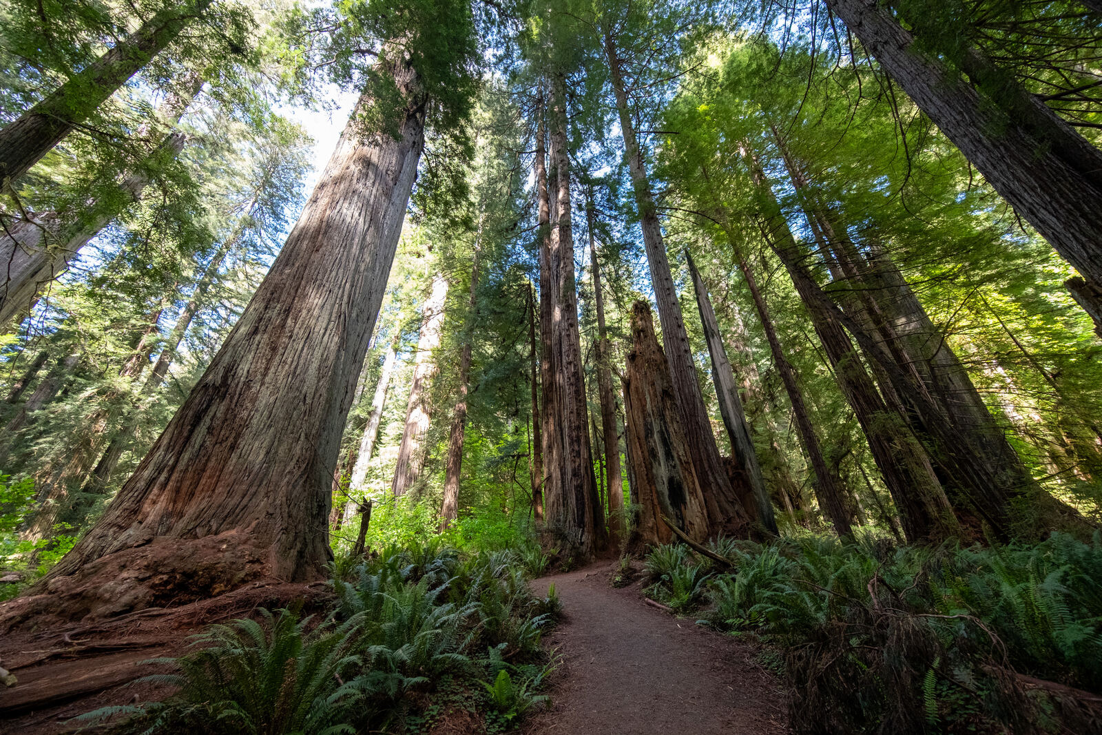 Redwood giants over a forest path